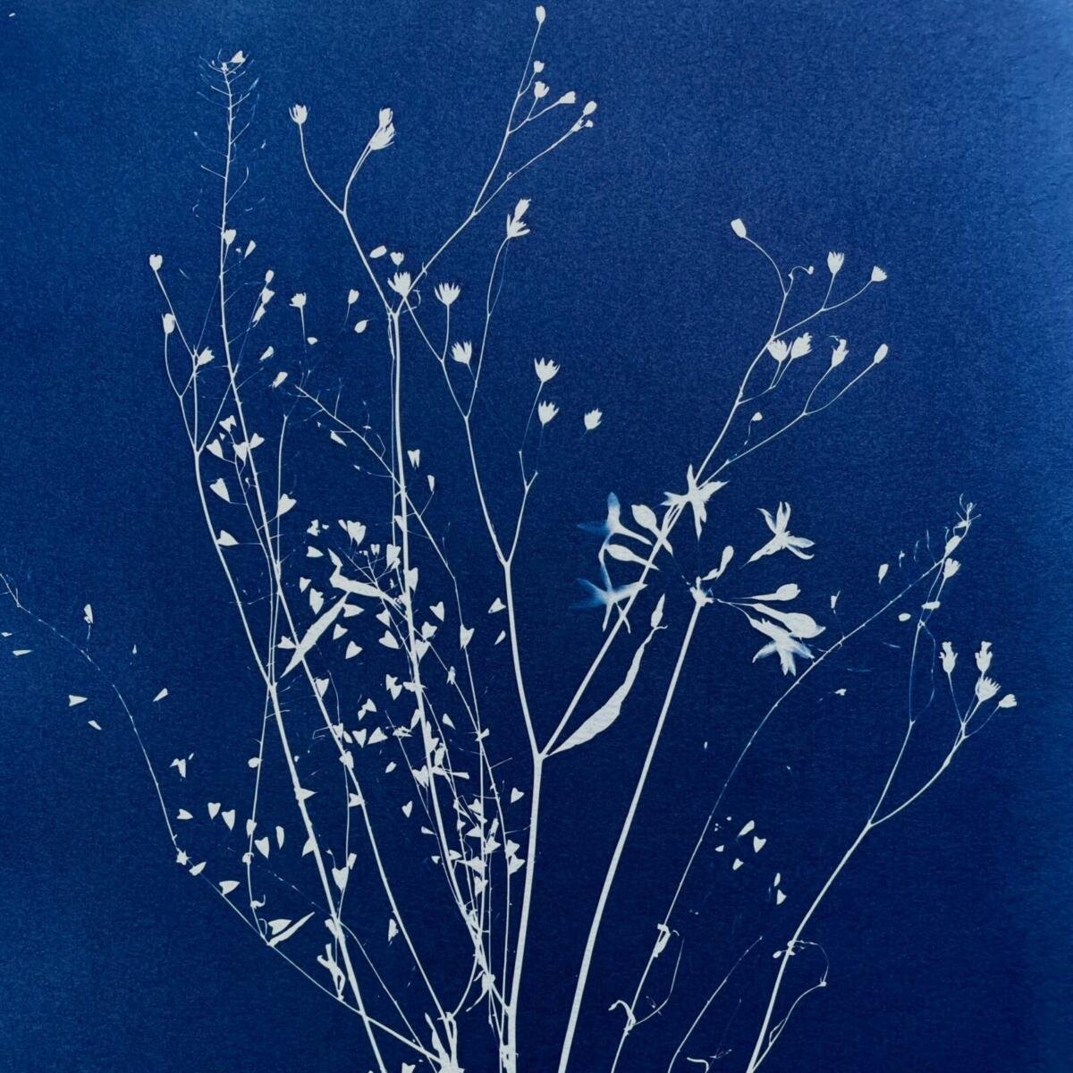 ¿Qué es la cianotipia botánica? Aura Botanika