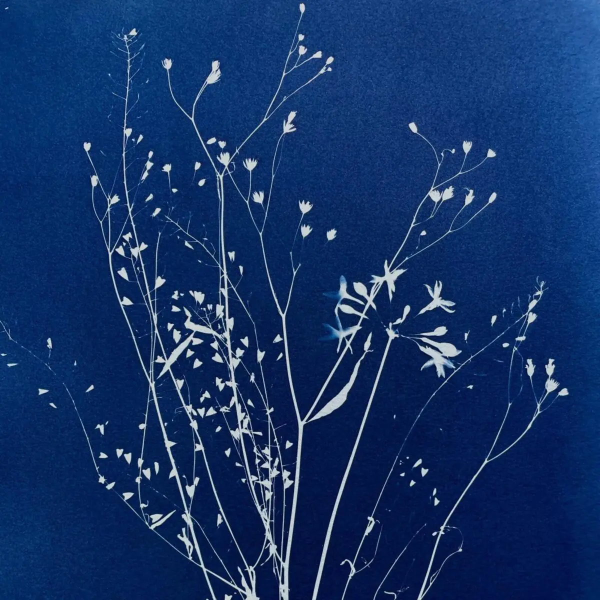 Aura Botanika
