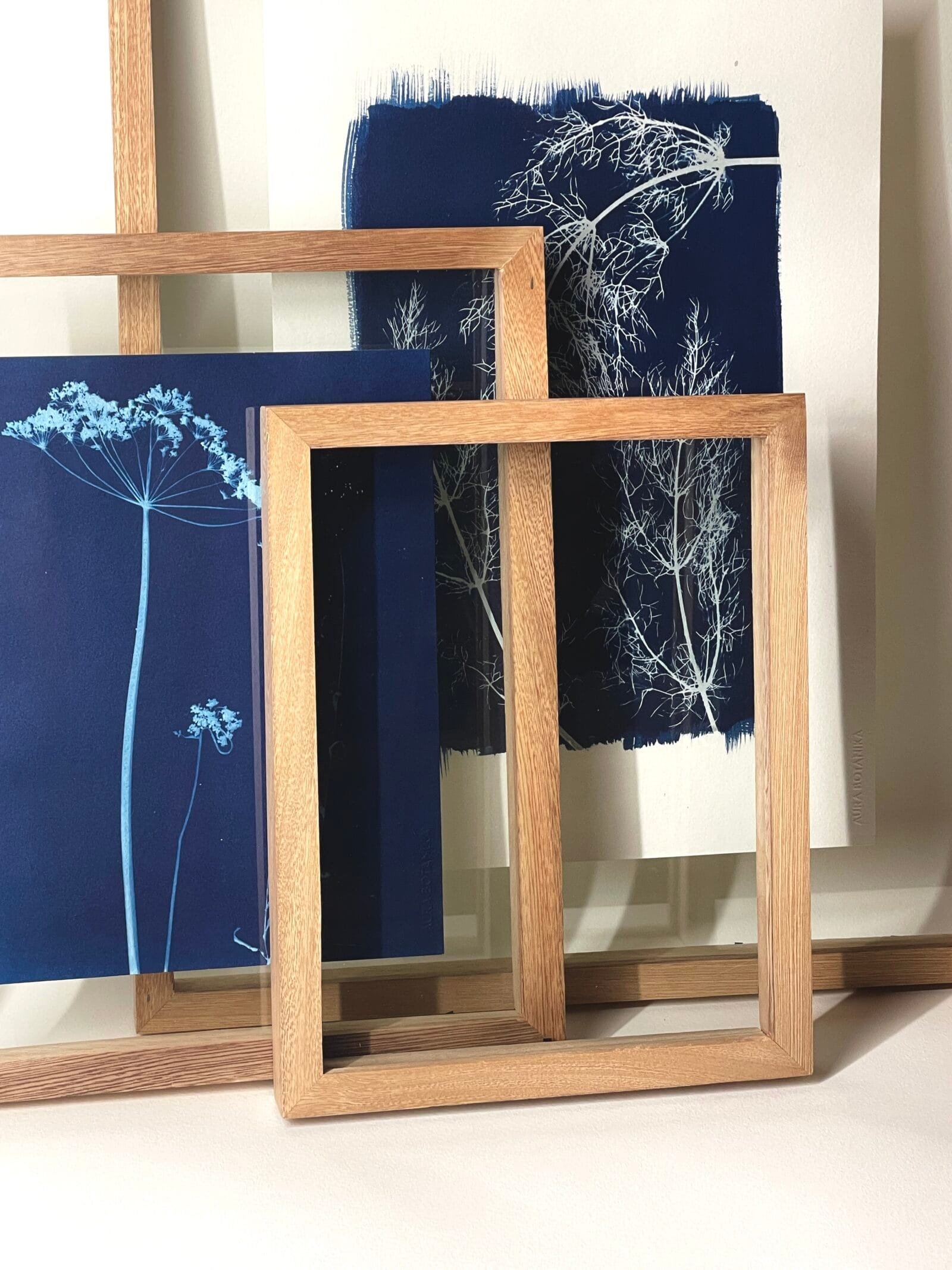 Cómo cuidar una cianotipia botánica paso a paso Aura Botanika