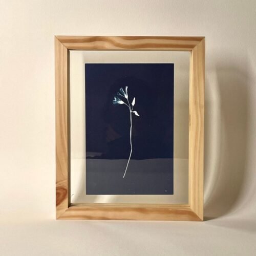 Oxalis · Media carta enmarcada