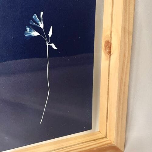 Oxalis · Media carta enmarcada