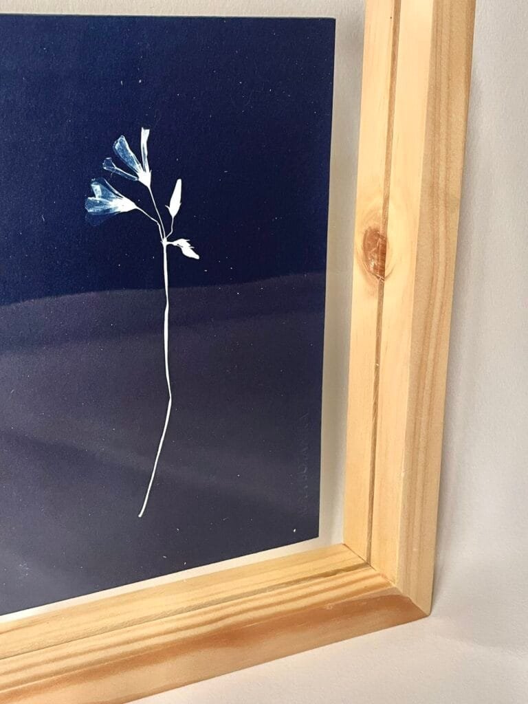 Oxalis · Media carta enmarcada