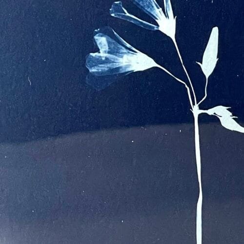 Oxalis · Media carta enmarcada