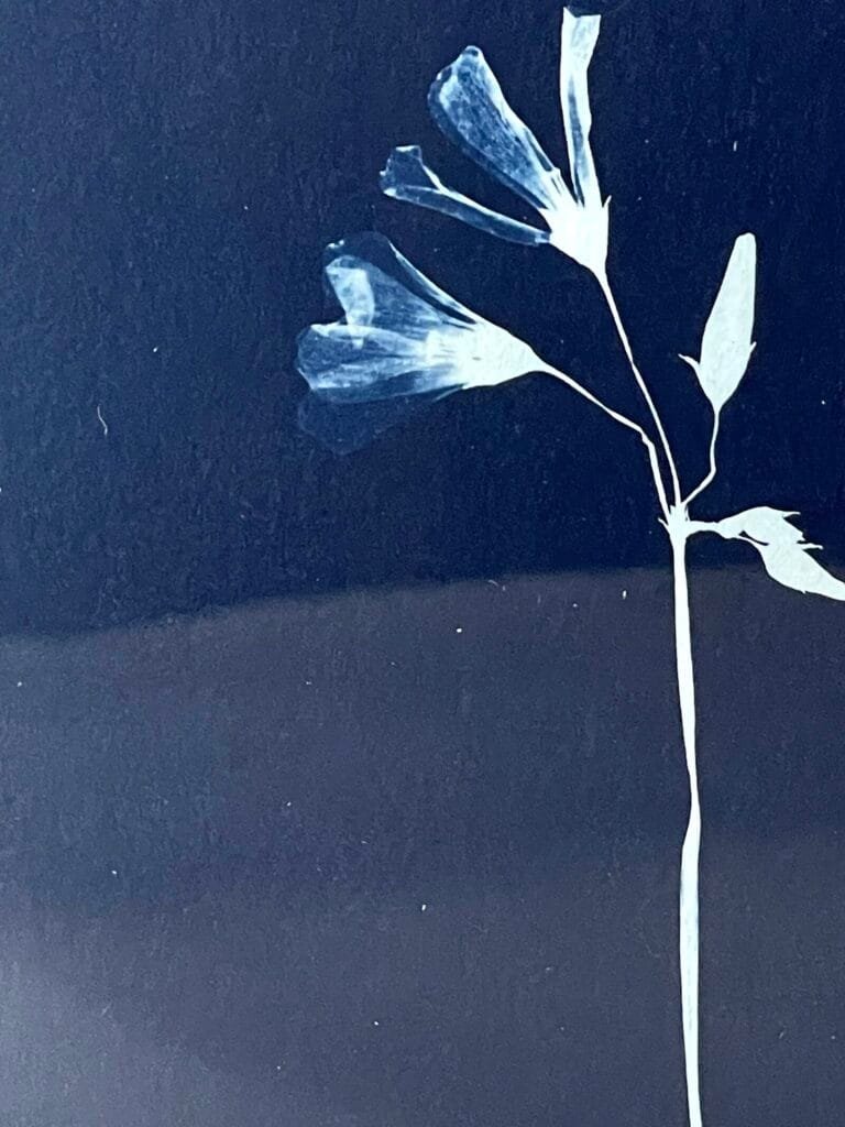 Oxalis · Media carta enmarcada