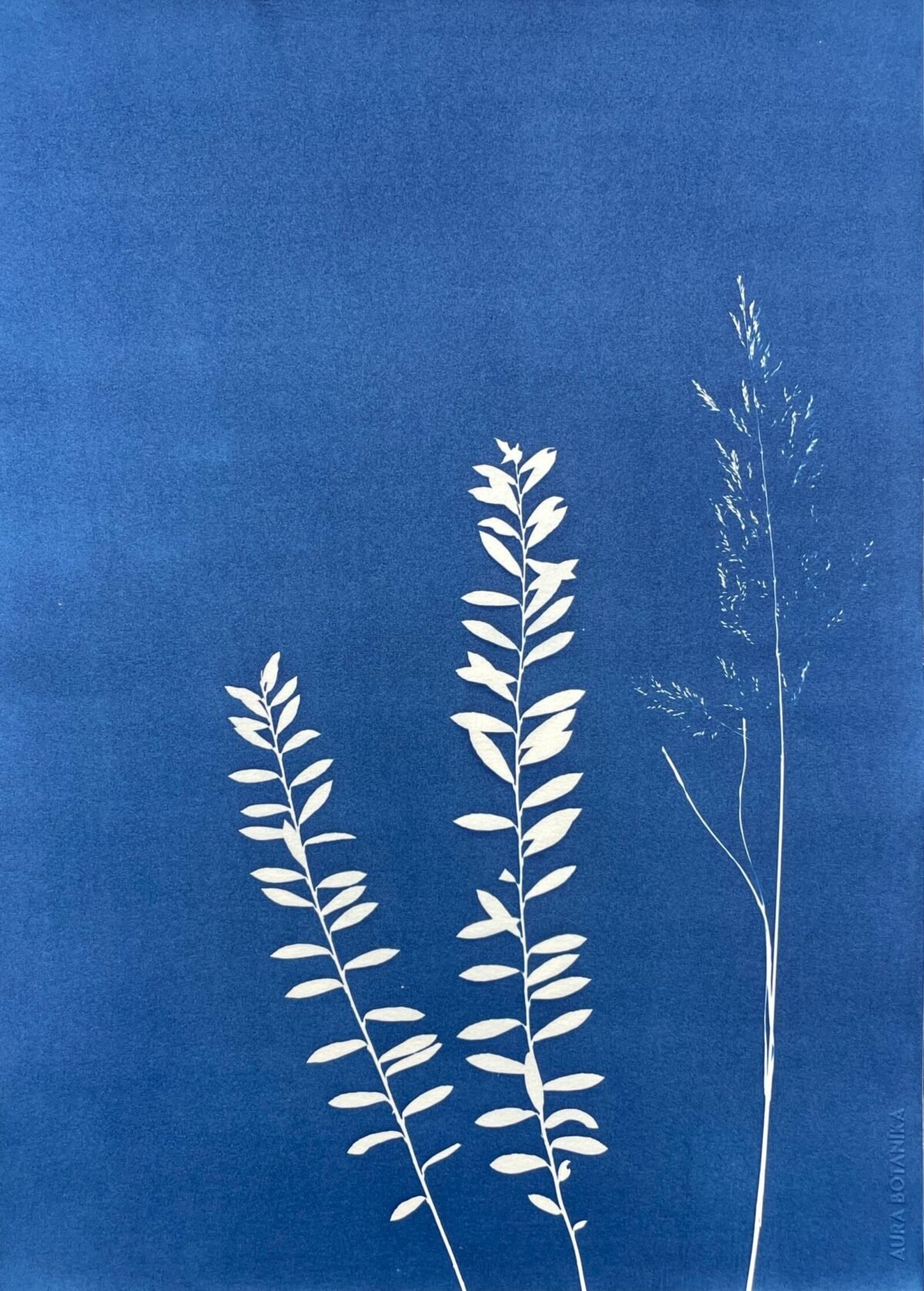 Bosque soleado · Doble carta