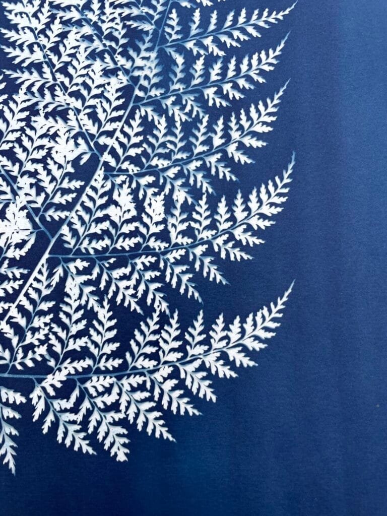 IMG_6440 Helecho · Doble carta