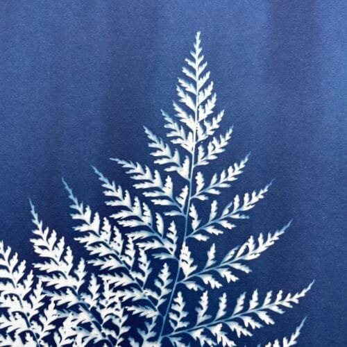 IMG_6441 Helecho · Doble carta