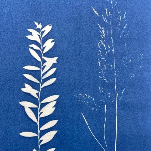 Bosque soleado · Doble carta