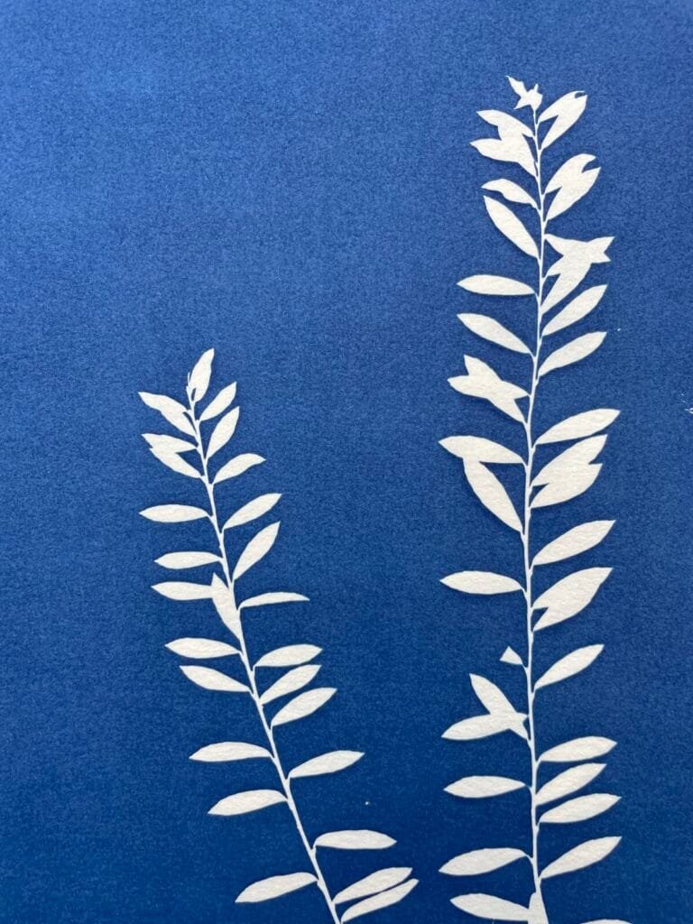 Bosque soleado · Doble carta