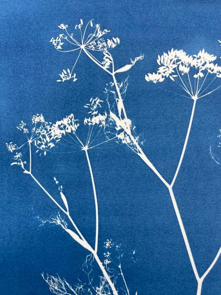 IMG_6447 Arborescencia · Doble carta