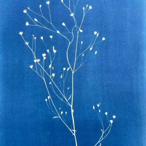 IMG_6452 Lapsana Communis · Doble carta