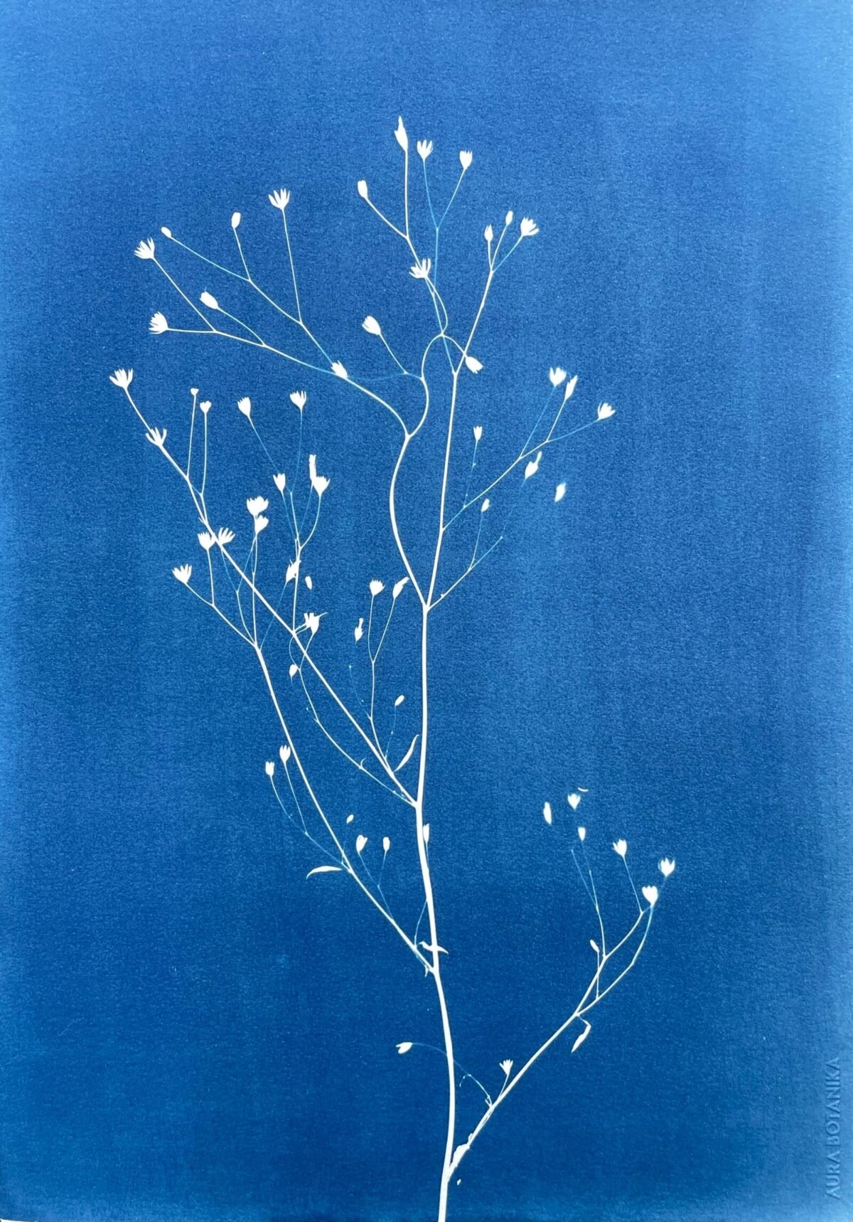 IMG_6452 Lapsana Communis · Doble carta