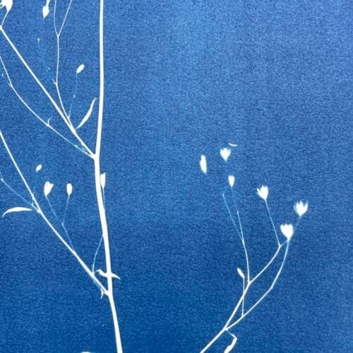 IMG_6453 Lapsana Communis · Doble carta