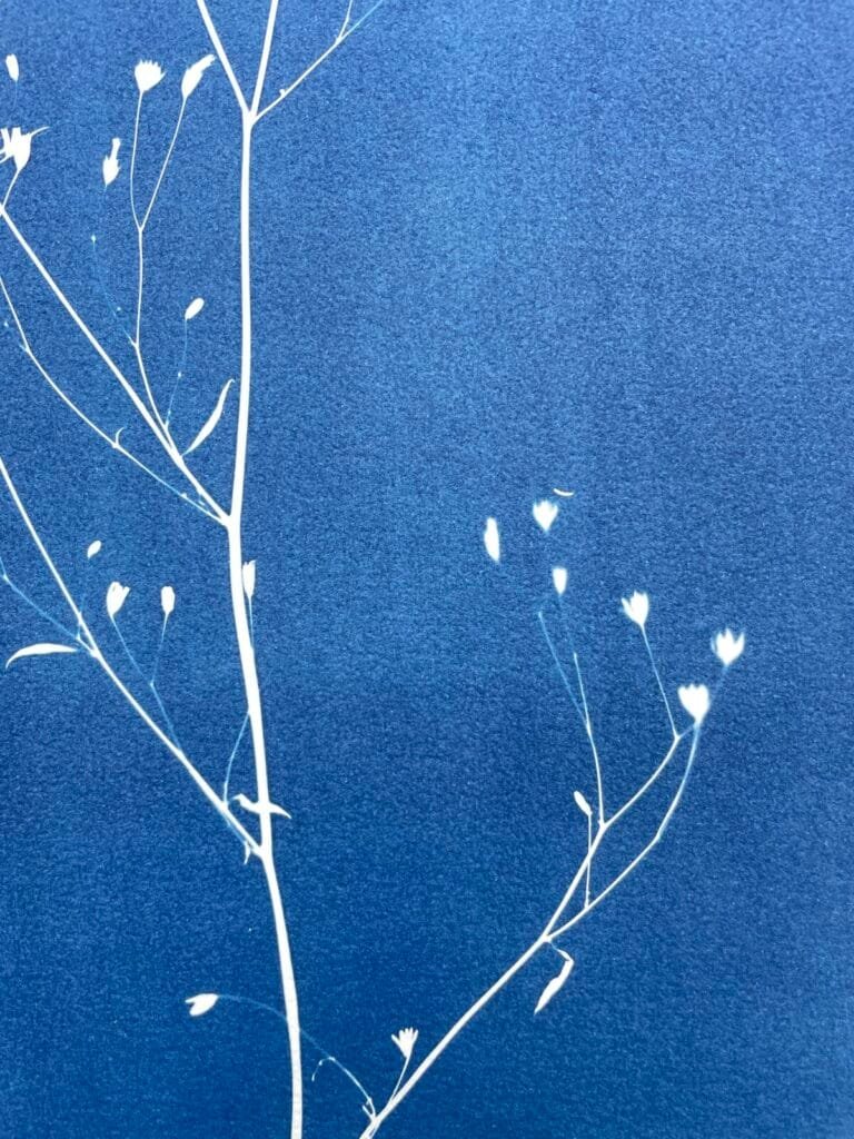 IMG_6453 Lapsana Communis · Doble carta