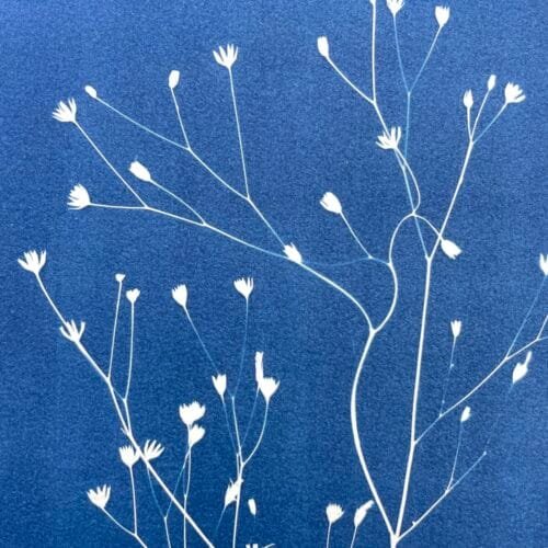 IMG_6454 Lapsana Communis · Doble carta