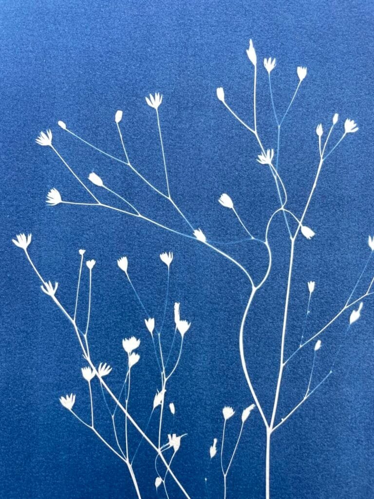 IMG_6454 Lapsana Communis · Doble carta