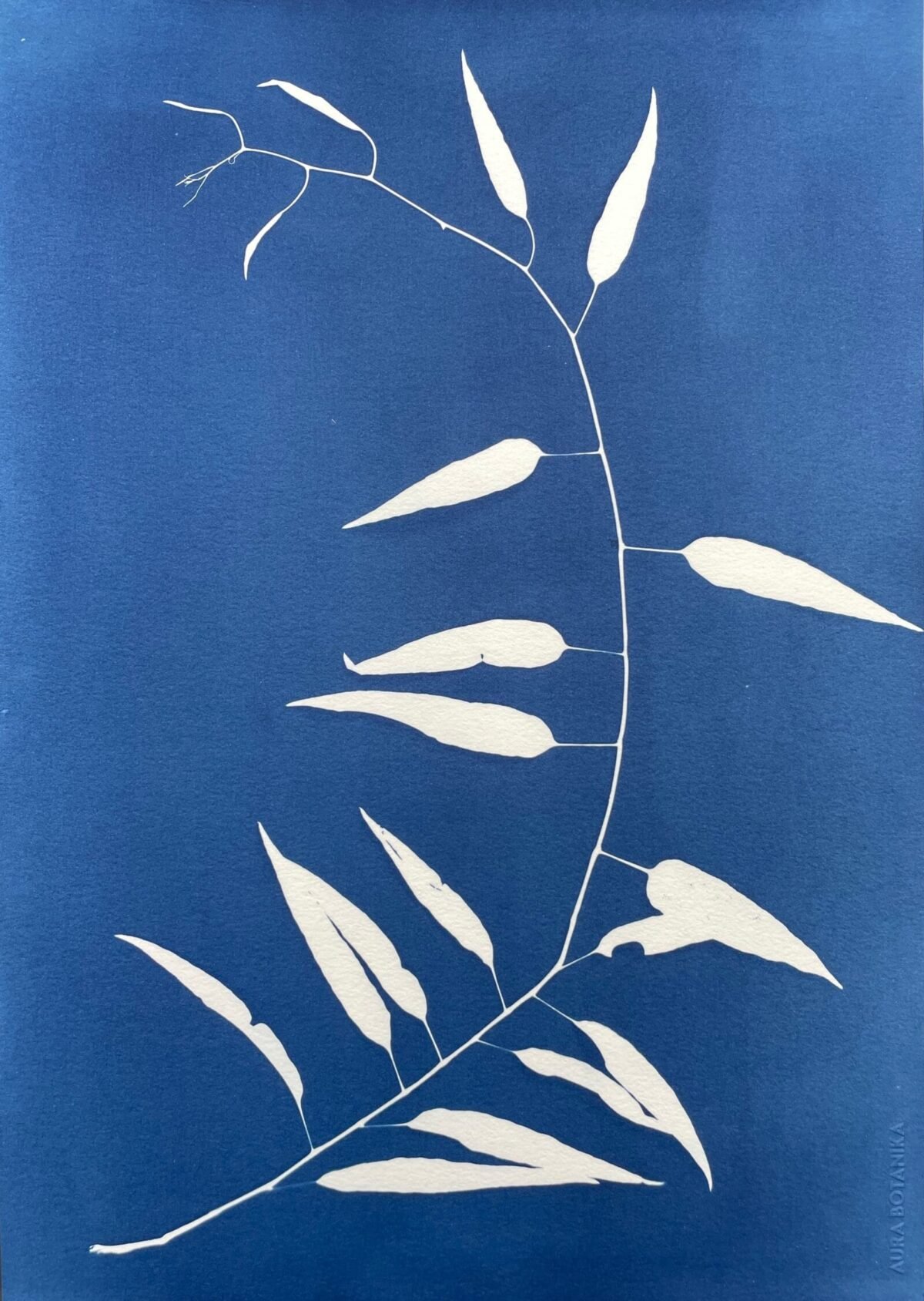 Bambú silvestre · Doble carta