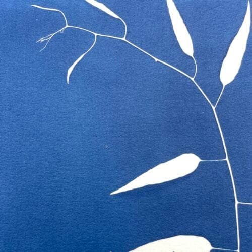 Bambú silvestre · Doble carta