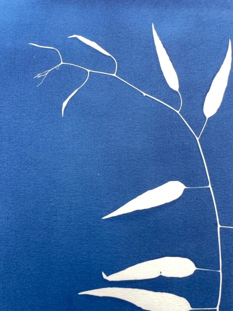 Bambú silvestre · Doble carta