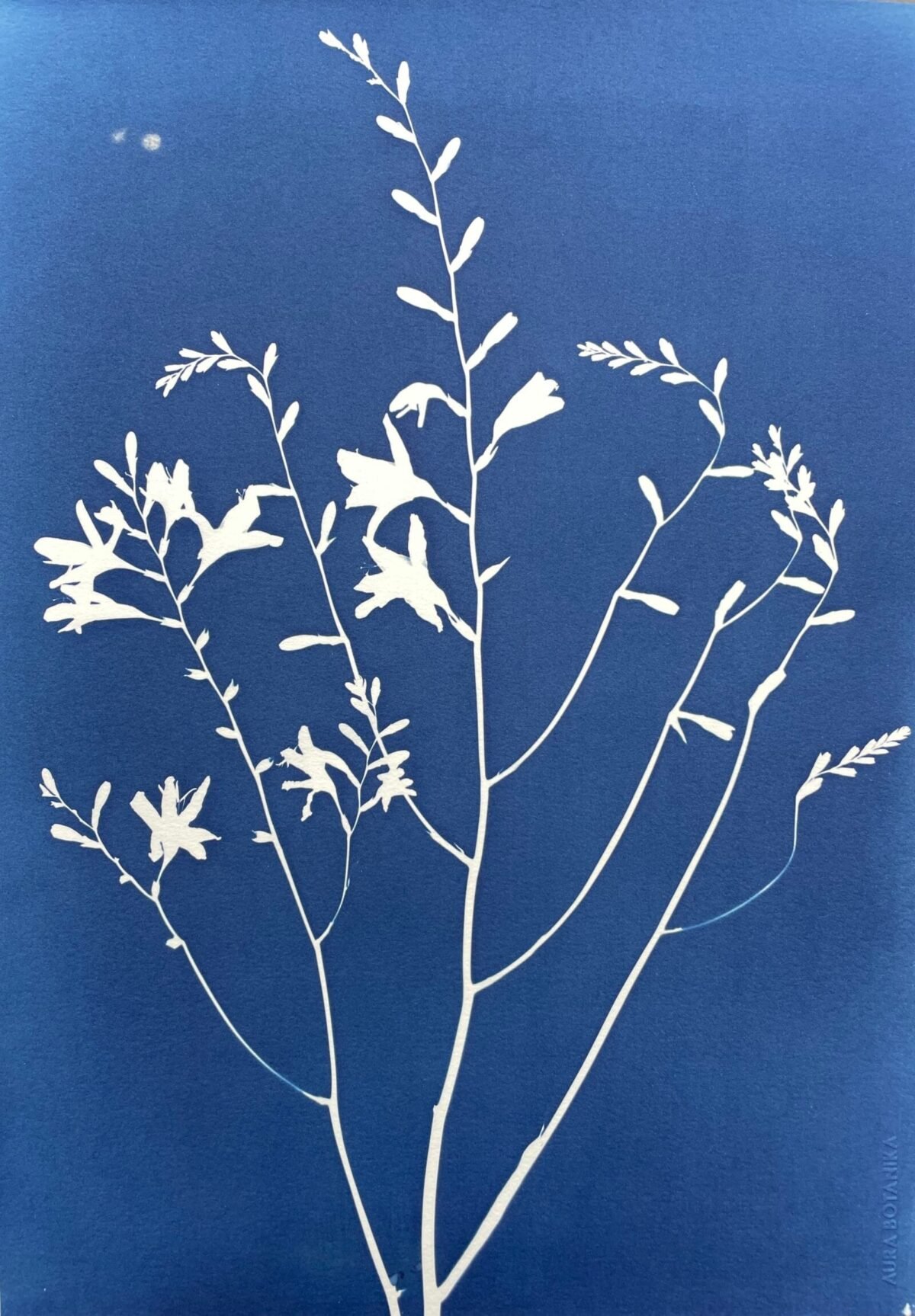 Crocosmia · Doble carta