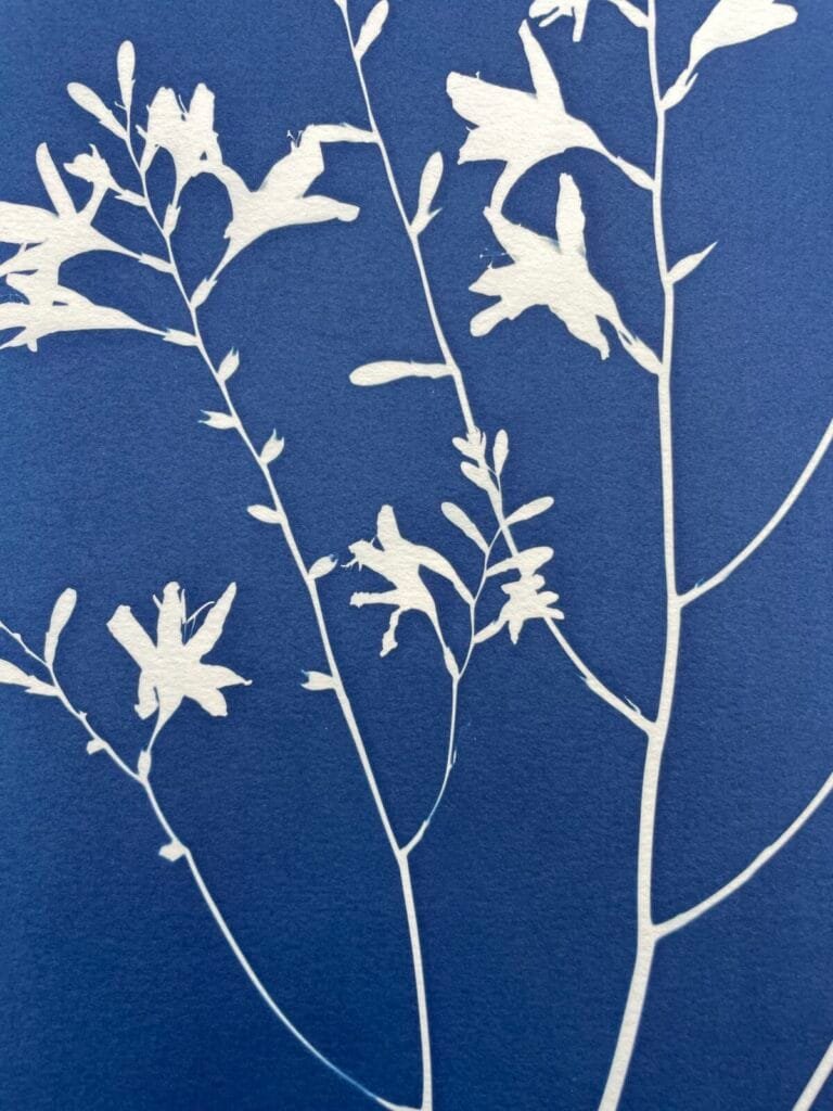 Crocosmia · Doble carta