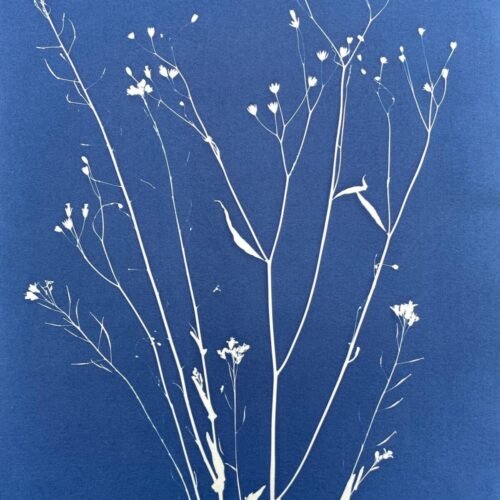 IMG_6470 Ramo silvestre · Doble carta