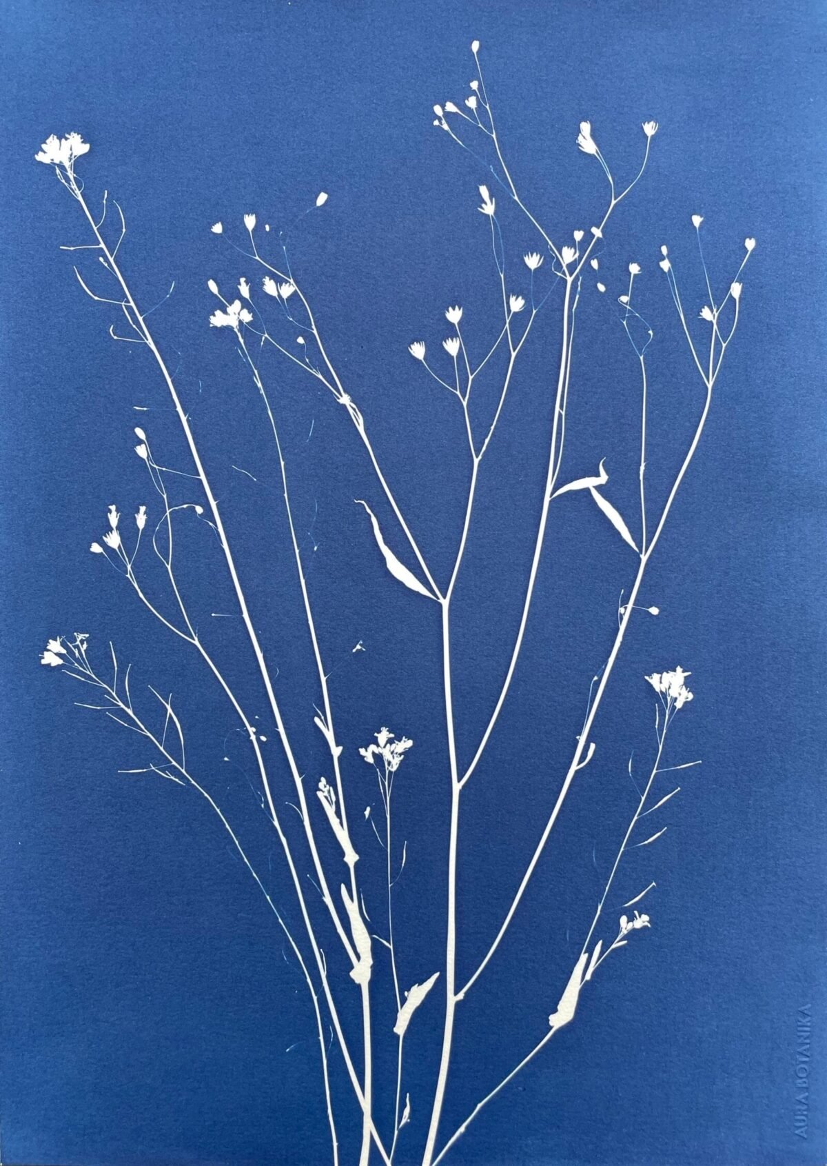 Ramo silvestre · Doble carta