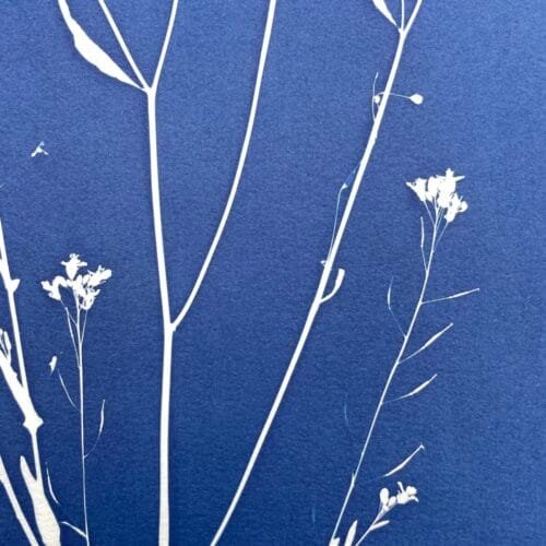 IMG_6471 Ramo silvestre · Doble carta