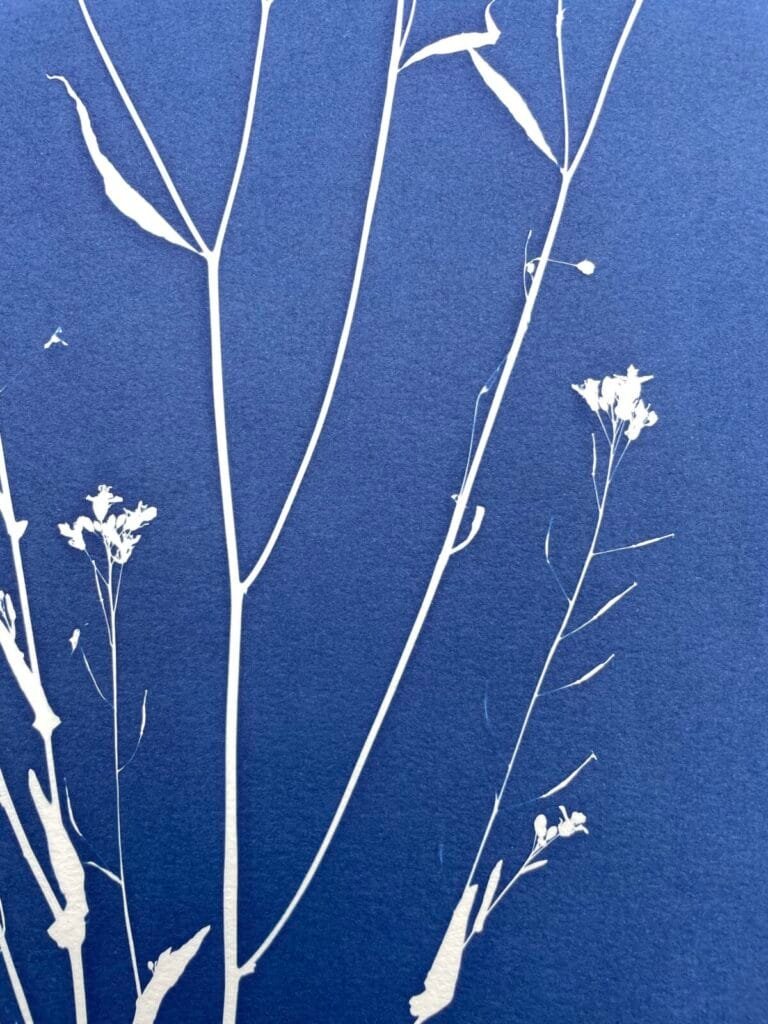 IMG_6471 Ramo silvestre · Doble carta