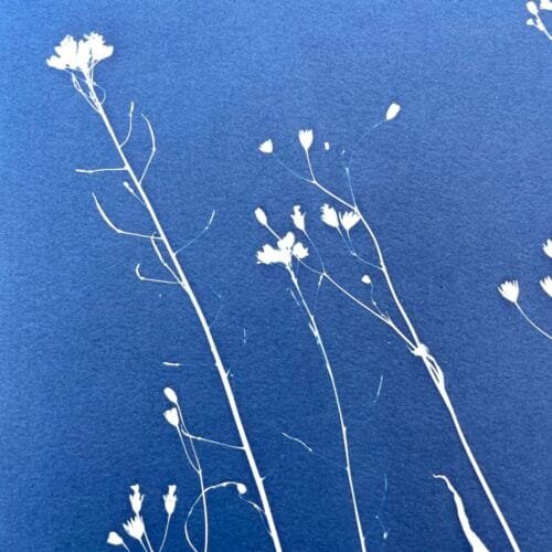 IMG_6472 Ramo silvestre · Doble carta