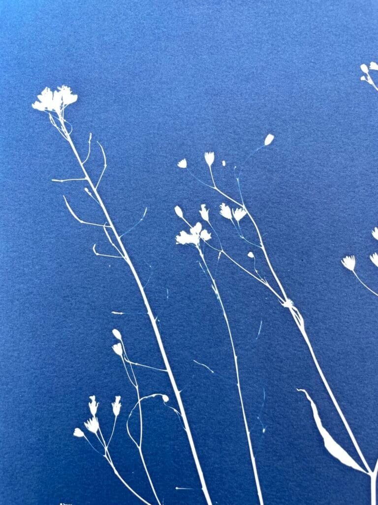 IMG_6472 Ramo silvestre · Doble carta