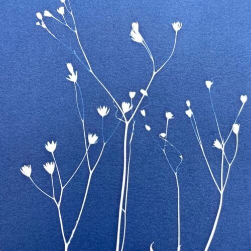 IMG_6473 Ramo silvestre · Doble carta