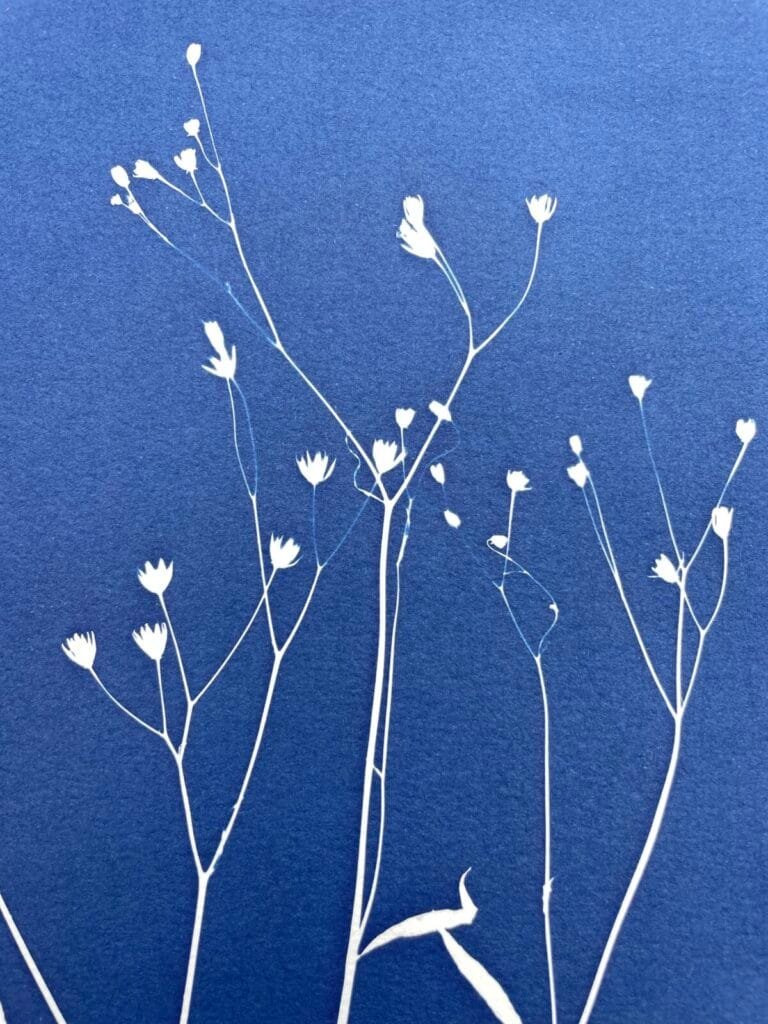 IMG_6473 Ramo silvestre · Doble carta