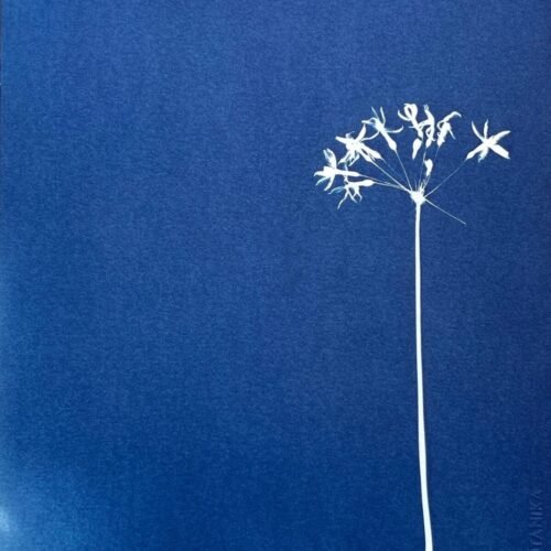 IMG_6483 Flor de Allium · Carta