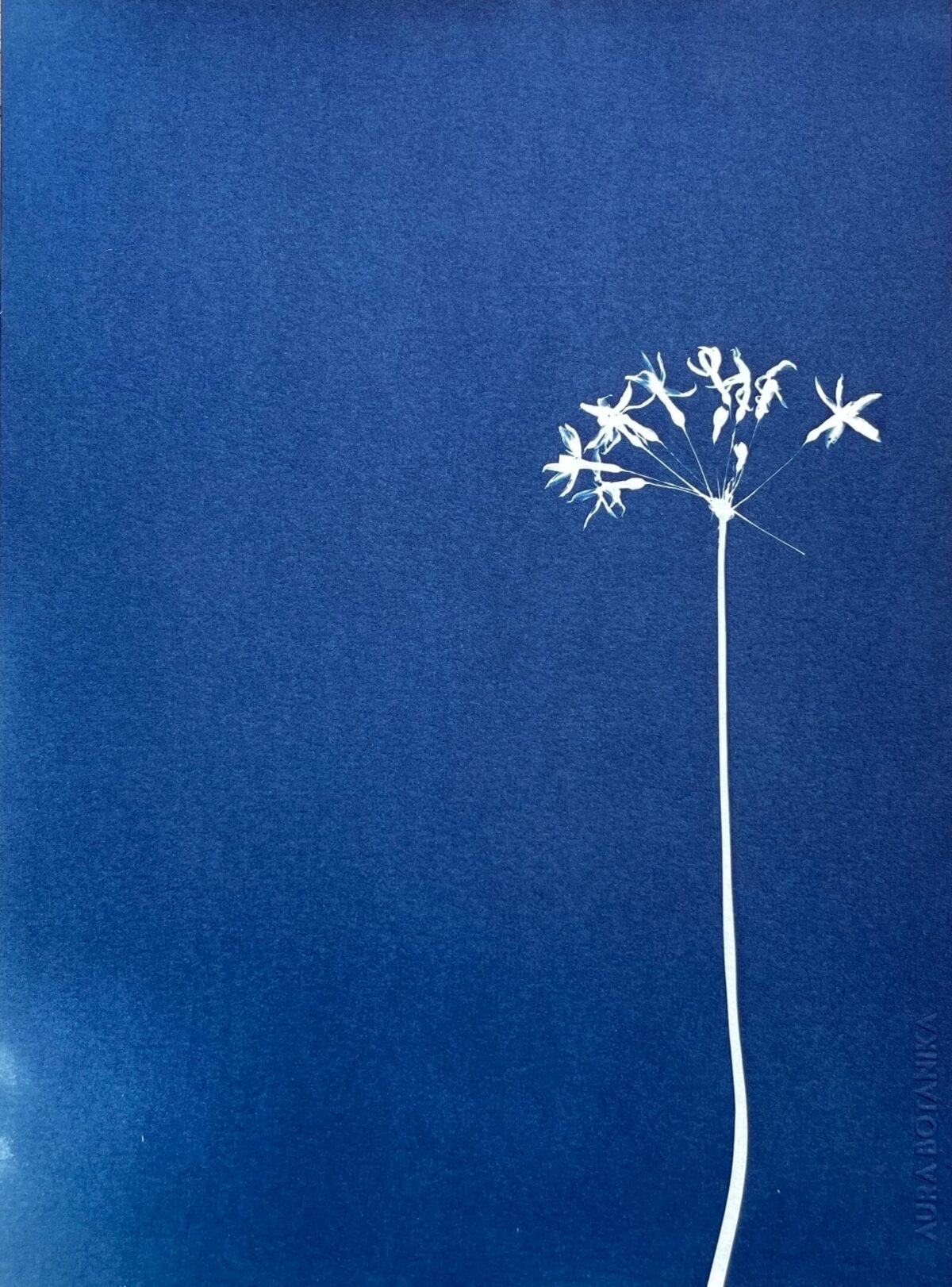 Flor de Allium · Carta