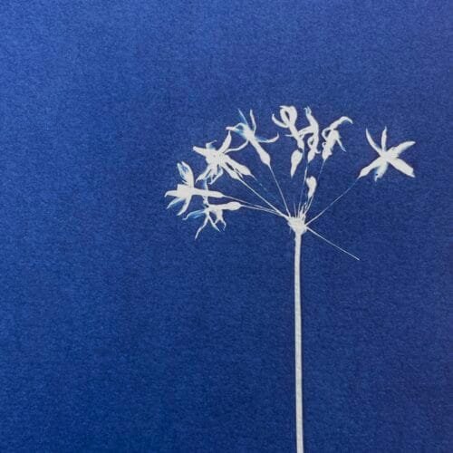 IMG_6484 Flor de Allium · Carta