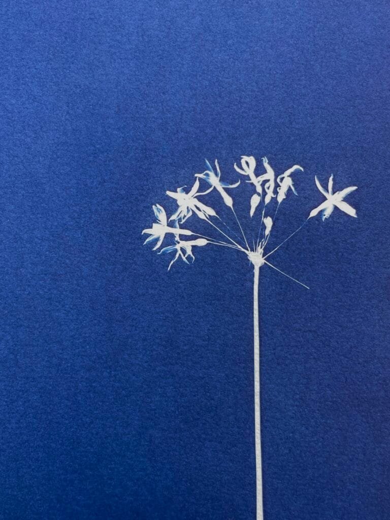 IMG_6484 Flor de Allium · Carta