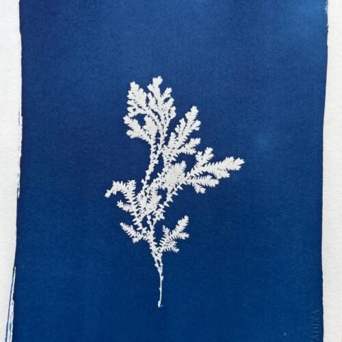 IMG_6490 Selaginella · Carta