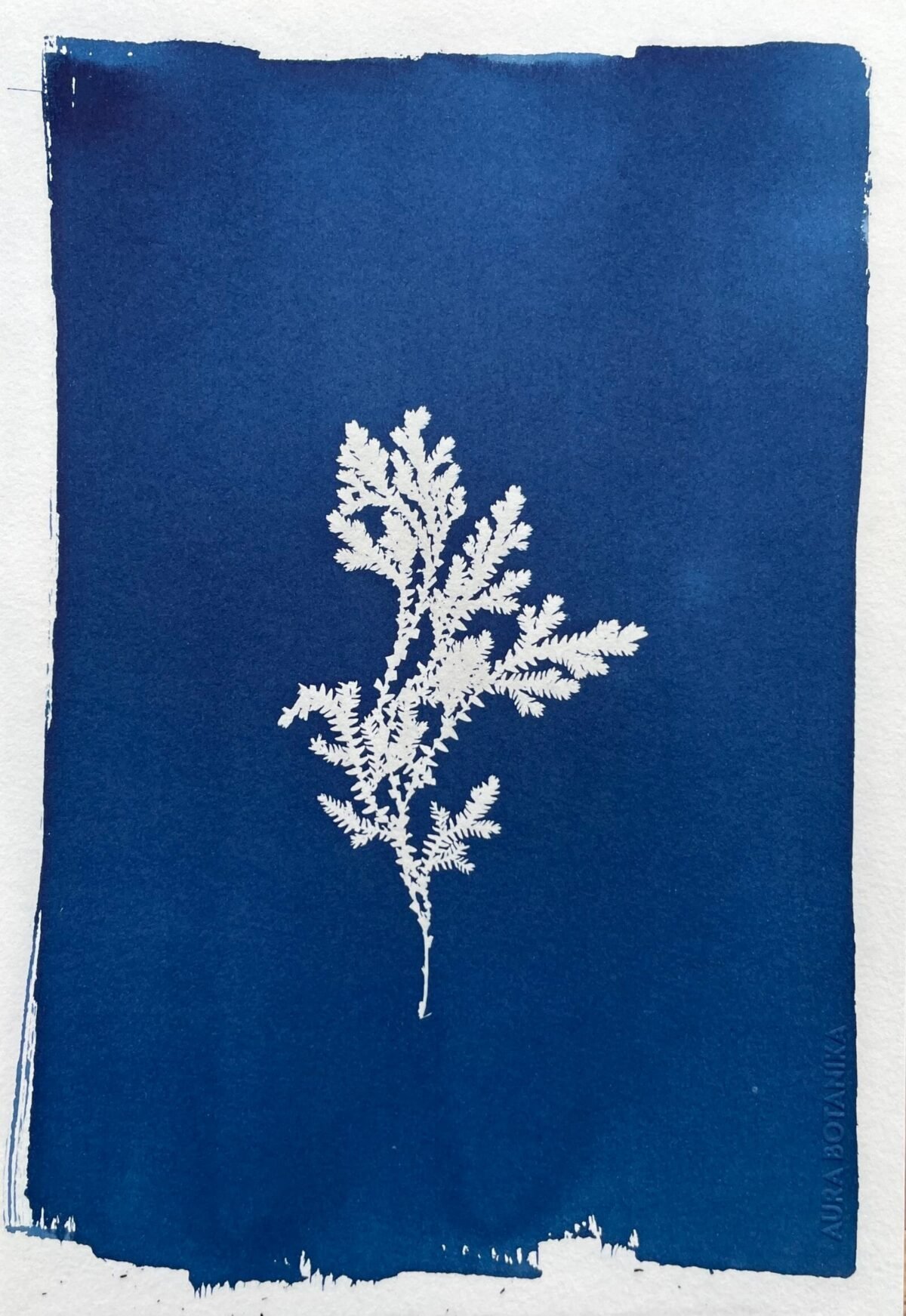 Selaginella · Carta