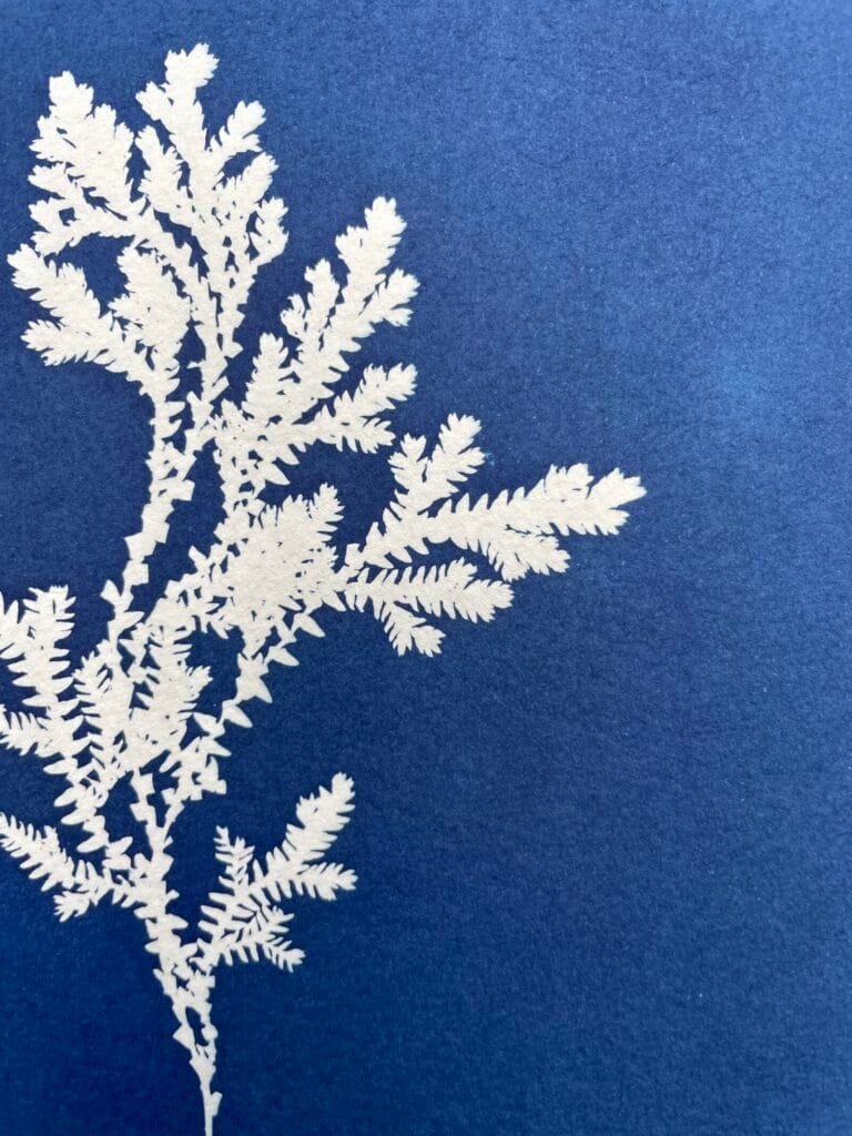 IMG_6491 Selaginella · Carta