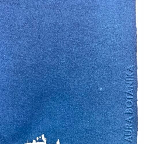 IMG_6492 Selaginella · Carta