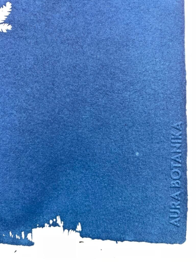 IMG_6492 Selaginella · Carta