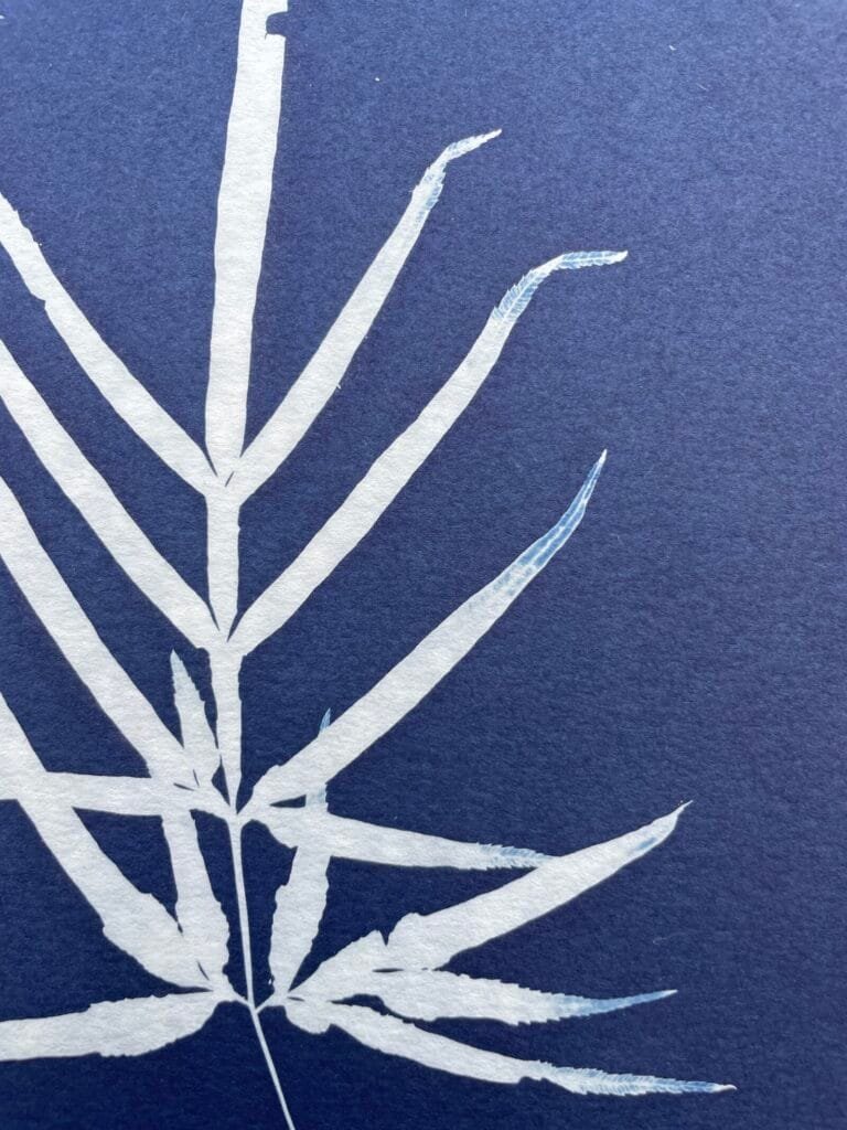 IMG_6494 Ramita · Carta