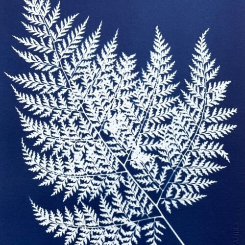 IMG_6499 Helecho del monte · Carta