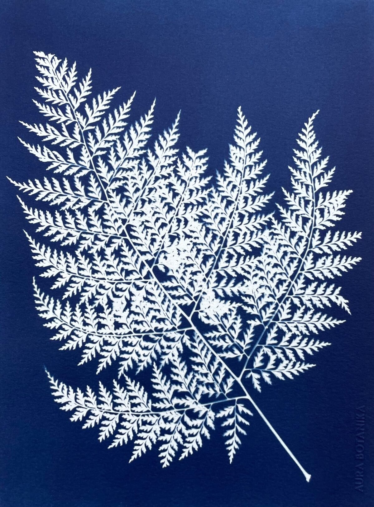 Helecho del monte · Carta