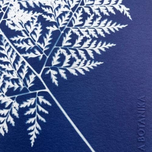 IMG_6500 Helecho del monte · Carta