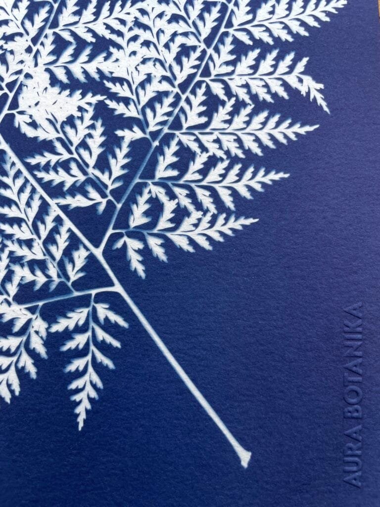 IMG_6500 Helecho del monte · Carta