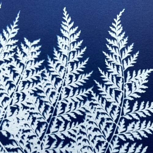 IMG_6501 Helecho del monte · Carta