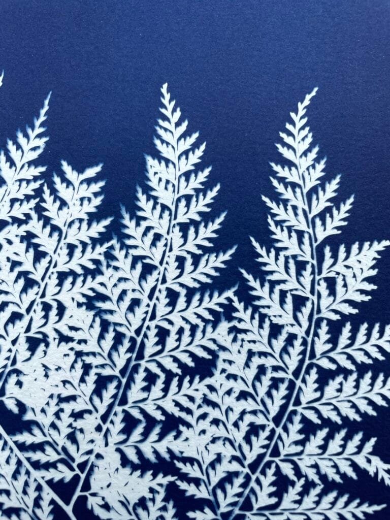 IMG_6501 Helecho del monte · Carta