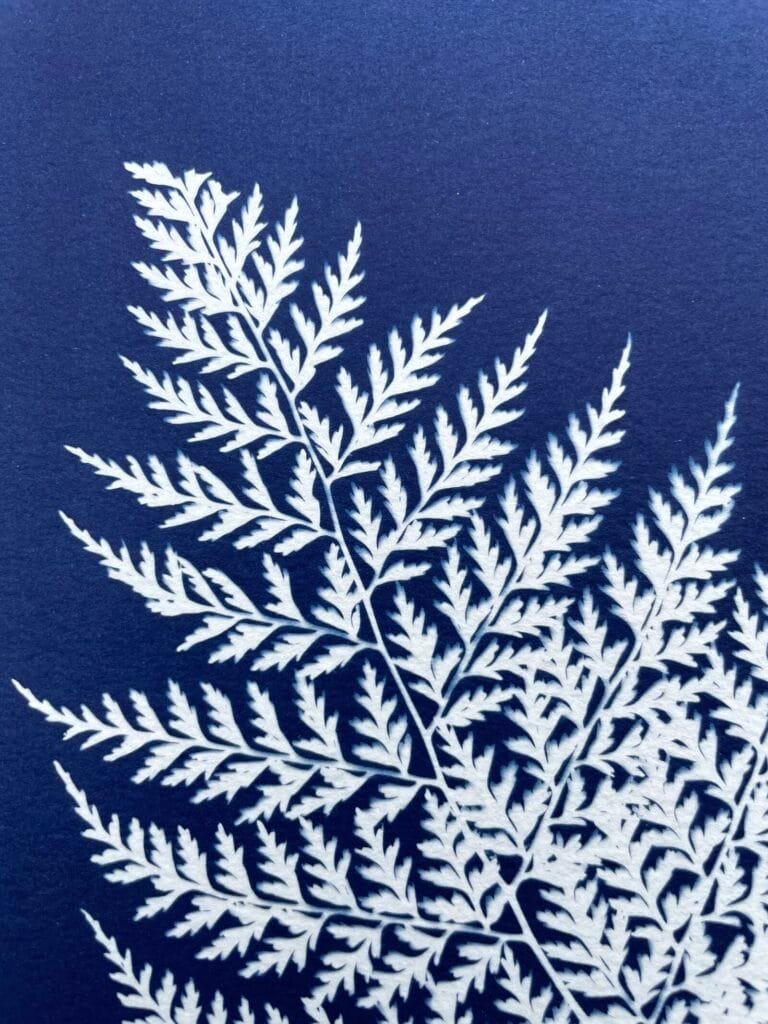 IMG_6502 Helecho del monte · Carta